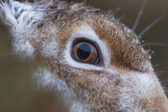 Cairngorm Mountain Hare