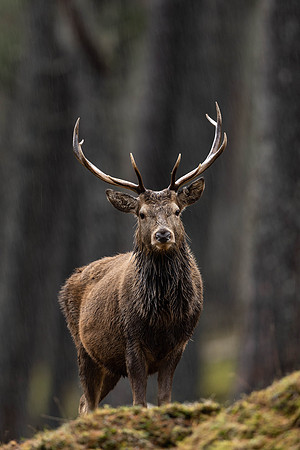 Red Deer Stag in torrential rain