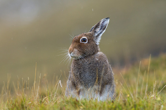 Cairngorm Mountain Hare