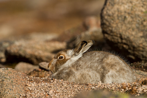 Cairngorm Mountain Hare