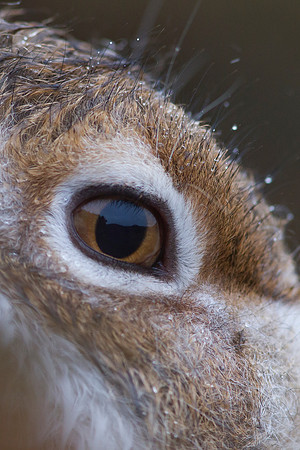 Cairngorm Mountain Hare